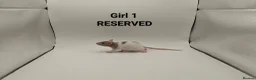 Rat rodents for sale: 🐀 August Rats Are Here! 🐀 - Advert 7