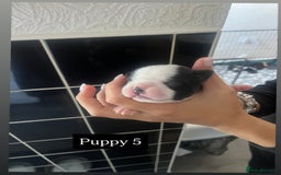 Boston Terrier dogs for sale: MAGGIES BEAUTIFUL PUPPIES  - Image 10