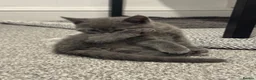British Shorthair cats for sale: Adorable British Shorthair Blue Kittens - Advert 9