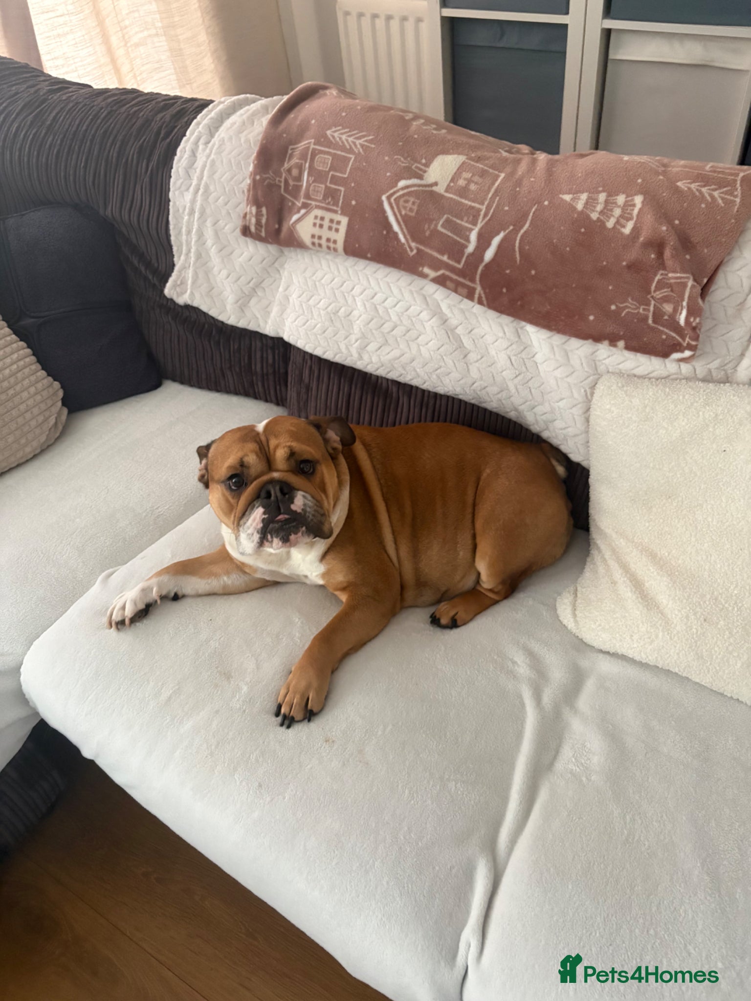 English Bulldog dogs Beautiful female English Bulldog  - Advert 3