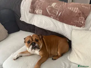 English Bulldog dogs Beautiful female English Bulldog - Advert 11