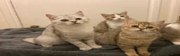 Munchkin cats for sale: Full Pedigree Munchkin Kittens - Advert 28