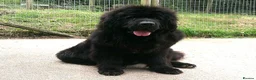 Newfoundland dogs for sale: Newfoundland puppies from Imp lines - Advert 10