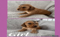 Cocker Spaniel dogs for sale: Beautiful ShowType Cocker Spaniels - Image 10