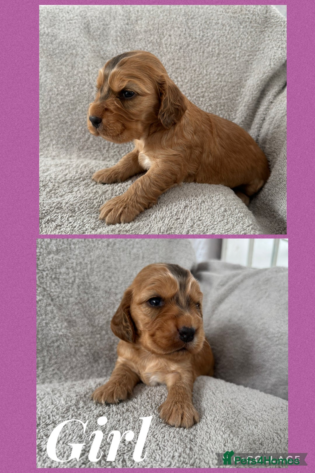 Cocker Spaniel dogs for sale: Beautiful ShowType Cocker Spaniels - Image 10