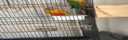Conures birds for sale: Green cheek conures  - Advert 3