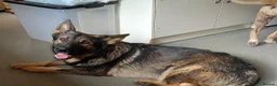 Mixed Breed dogs for sale: Ready to leave  - Advert 6