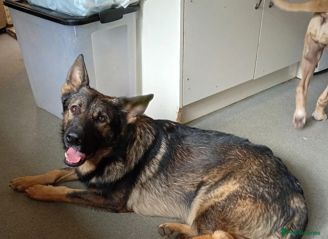 Mixed Breed dogs for sale: Ready to leave  - Advert 6