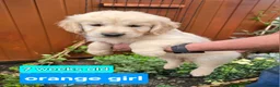 Golden Retriever dogs for sale: KC Golden Retriever Puppies 1x GIRL LEFT   - Advert 14