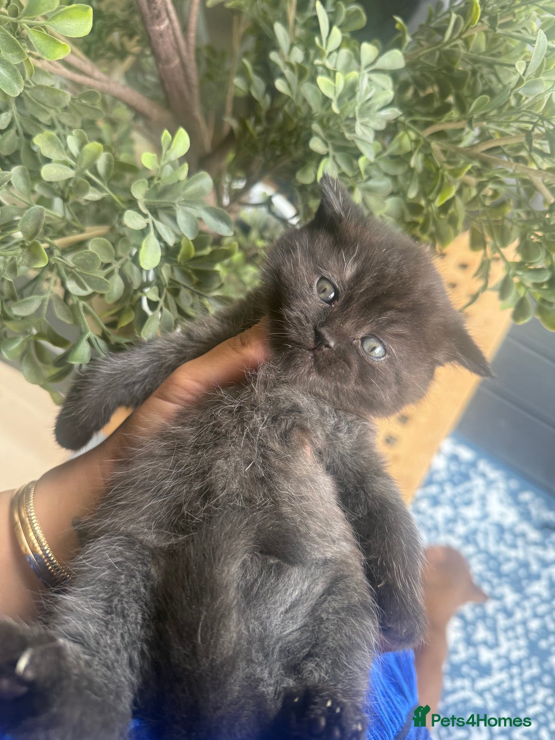 British Shorthair cats for sale: British rainbow shorthair kittens - Image 18