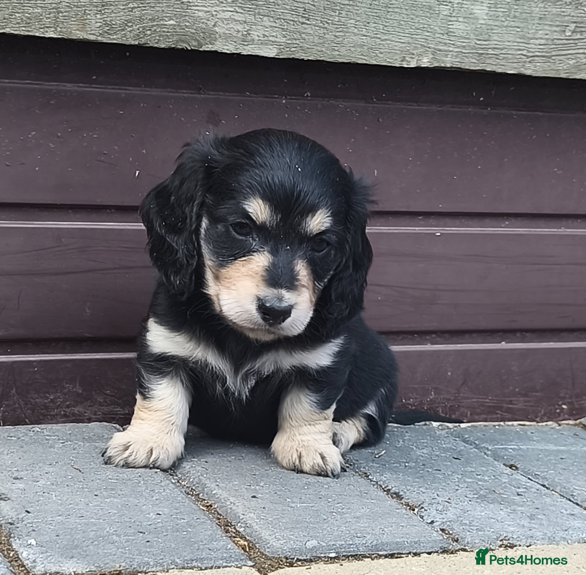 Miniature Dachshund dogs Stunning Long haired mini dachshunds  - Advert 2