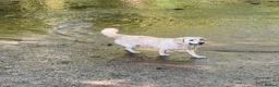 Golden Retriever dogs for sale: Puppies in Crawley - Advert 8