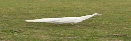 Peafowl poultry for sale: A beautiful pair of white peafowl  - Advert 3