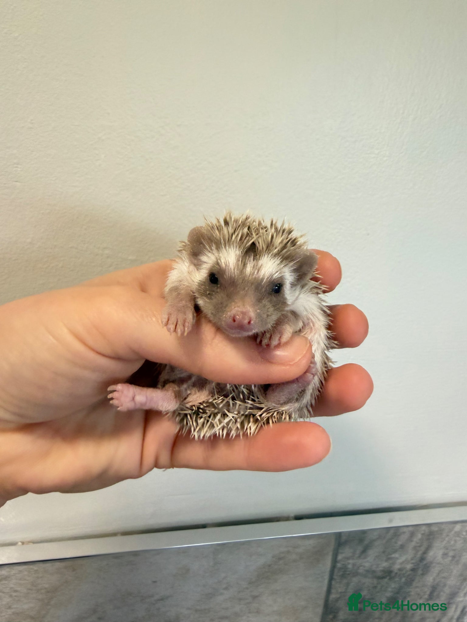 Pygmy Hedgehog rodents African Pygmy hedgehogs available to reserve  - Advert 5