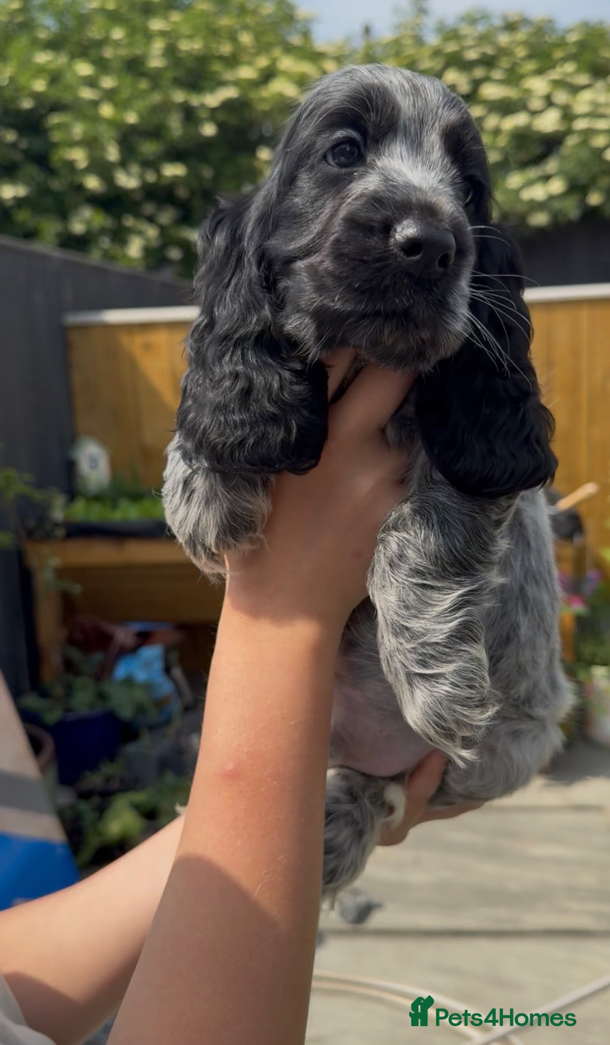 Cocker Spaniel dogs Top Quality KC Show Cocker Spaniel Puppies  - Advert 3