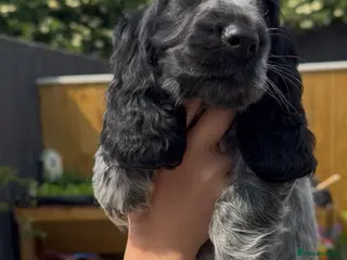 Cocker Spaniel dogs Top Quality KC Show Cocker Spaniel Puppies - Advert 3