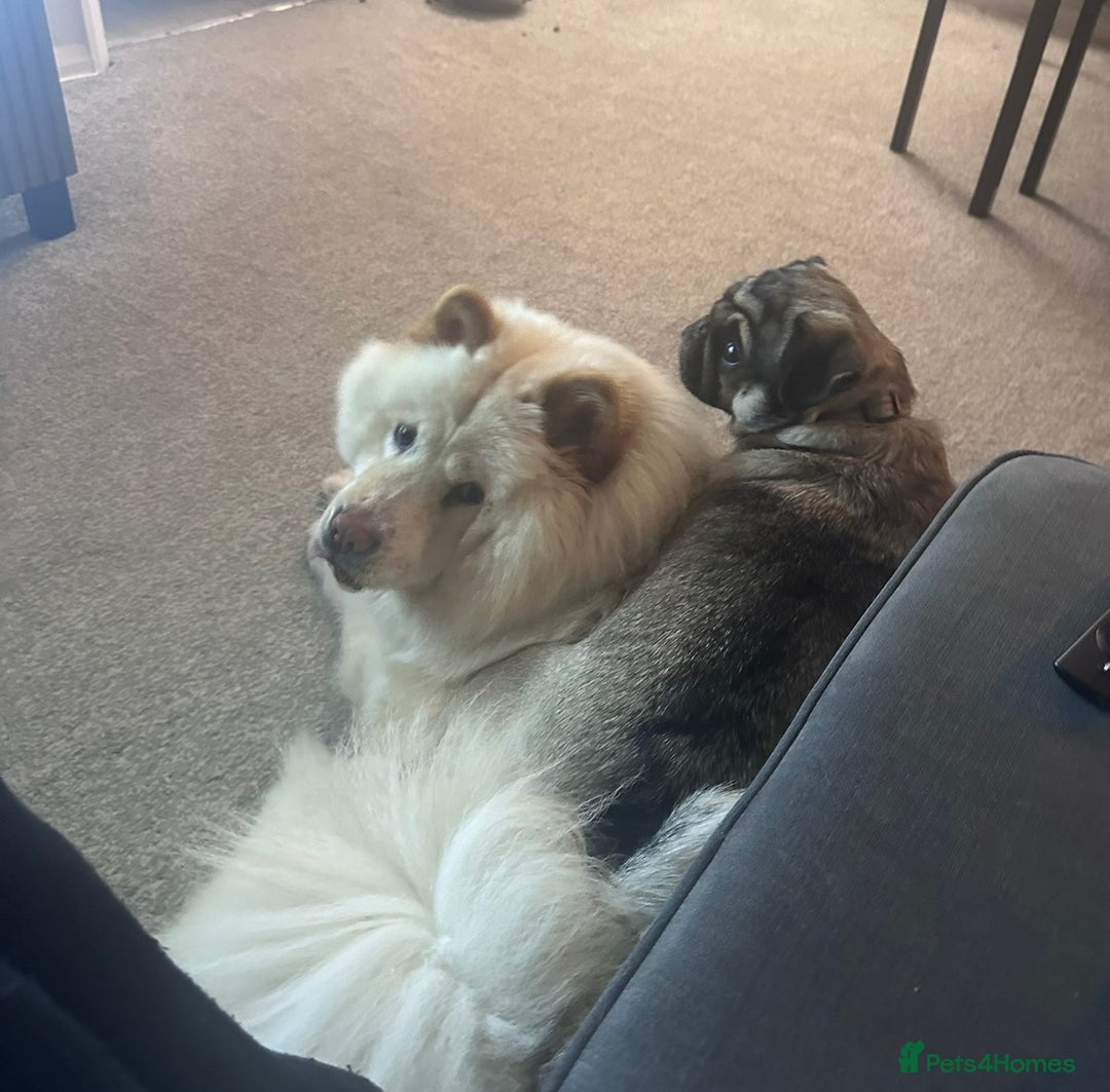Mixed Breed dogs for sale: Rehoming - Chow Chow & two Pugs  - Advert 9