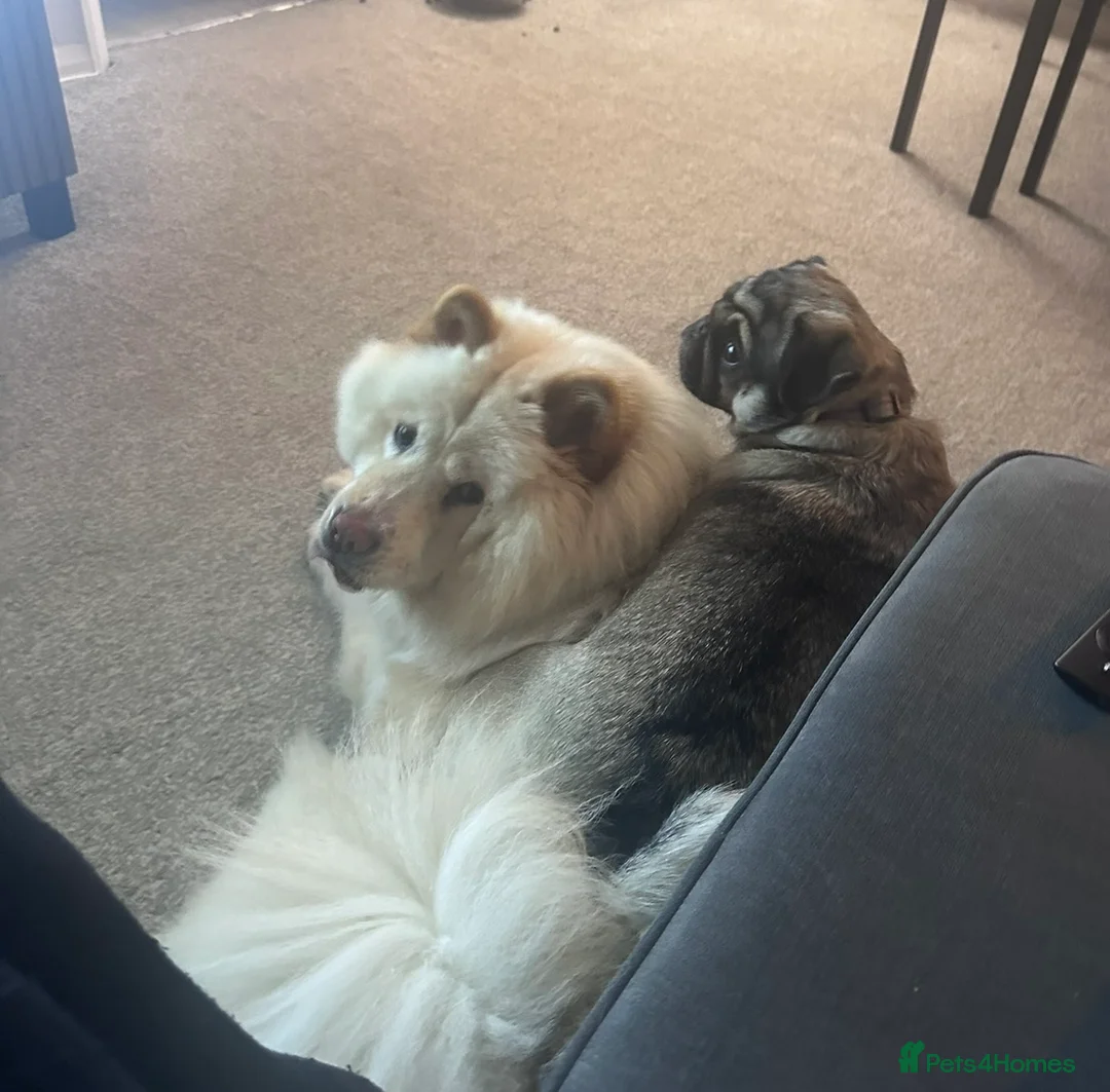 Mixed Breed dogs for sale: Rehoming - Chow Chow & two Pugs  - Advert 9