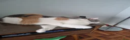 British Shorthair cats for sale: Cream British Shorthair bi colour boy. in Newport - Advert 6