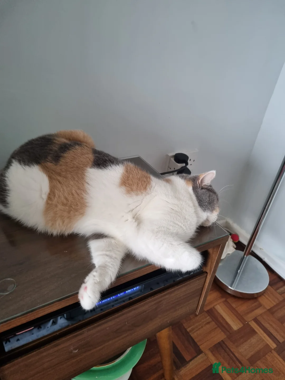 British Shorthair cats for sale: Cream British Shorthair bi colour boy. in Newport - Advert 6