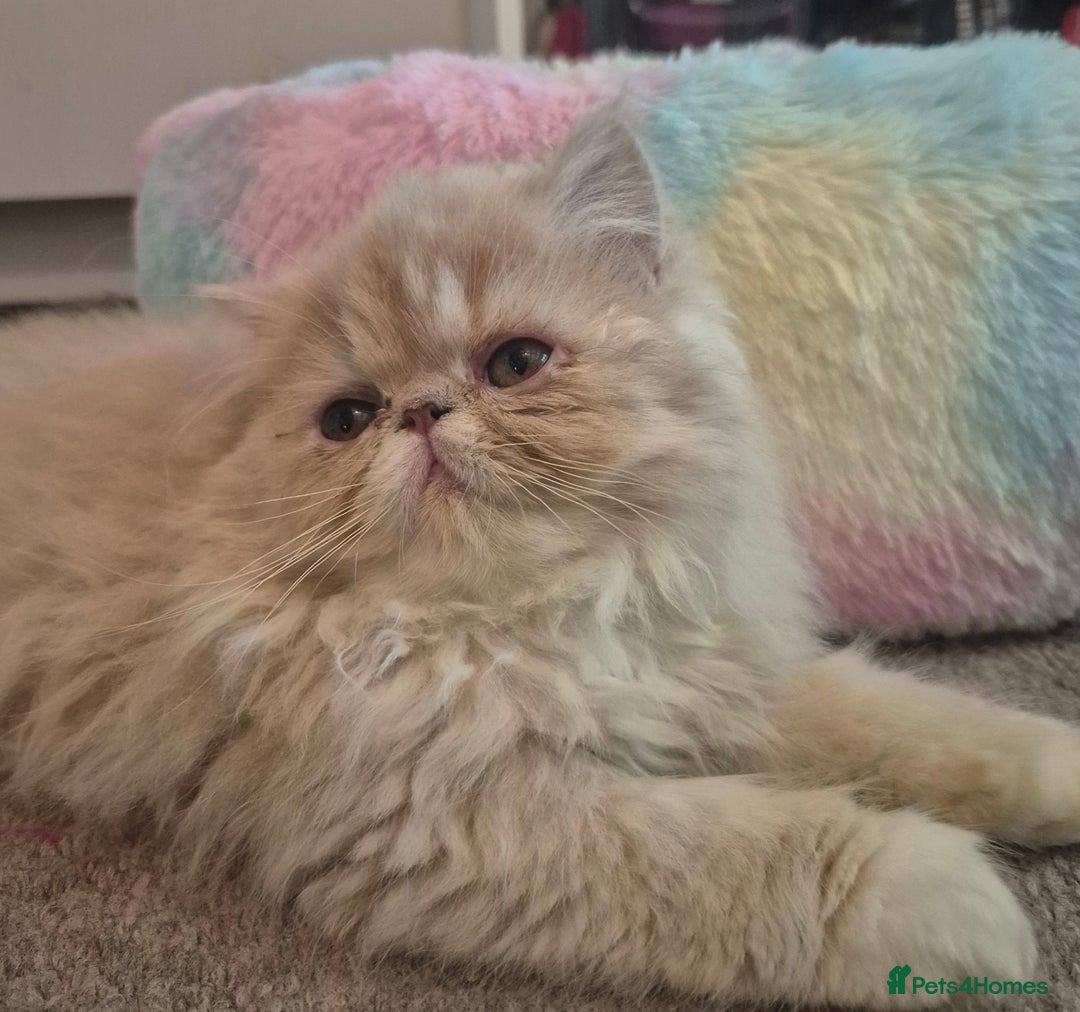Persian cats for sale: 🩵Amazing persian boy 🩵 - Image 4