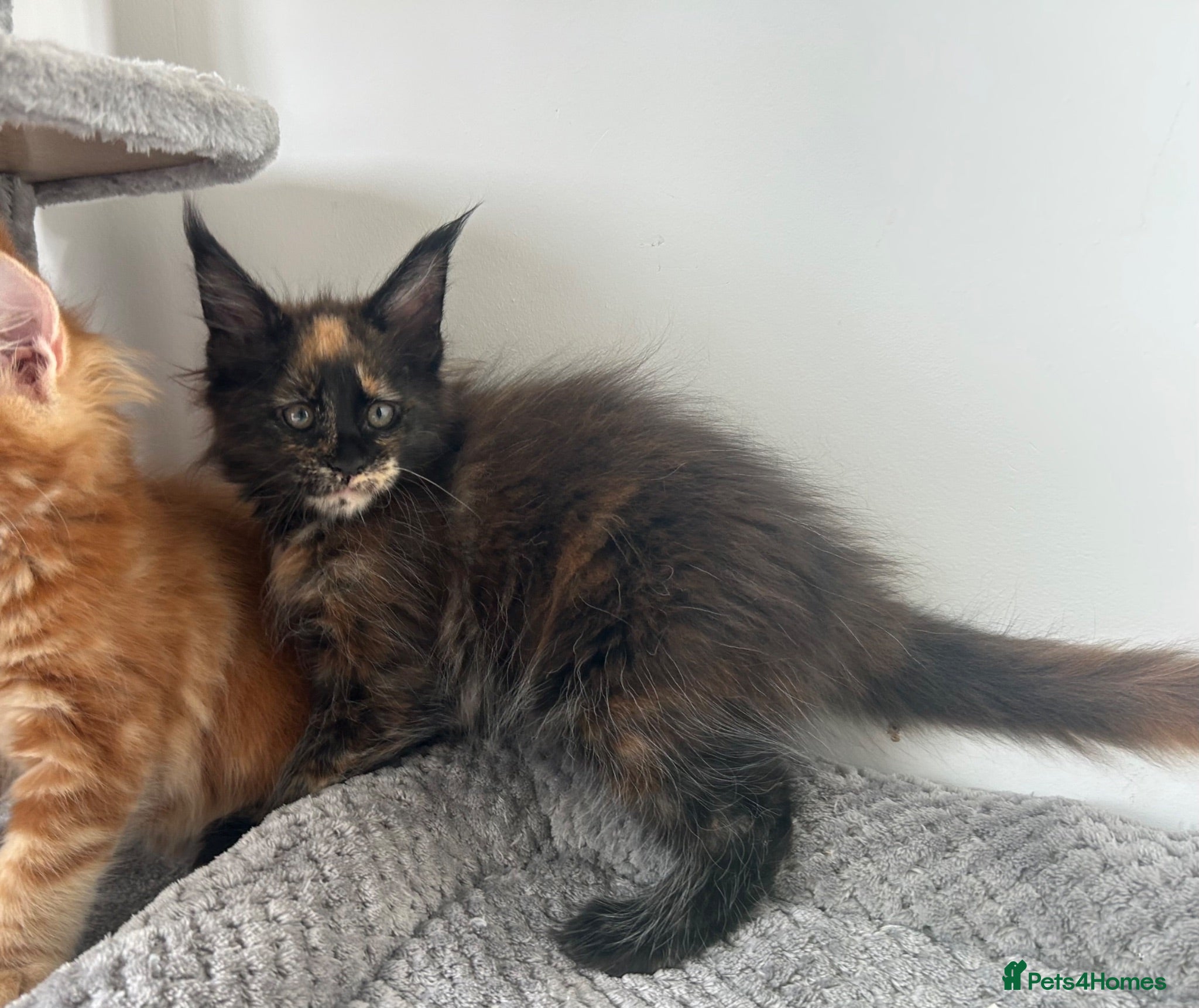 Maine Coon cats Last black torbie female available  - Advert 1