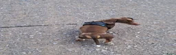 Miniature Dachshund dogs for stud: Stud — Miniature Dachshund in Exeter - Advert 7