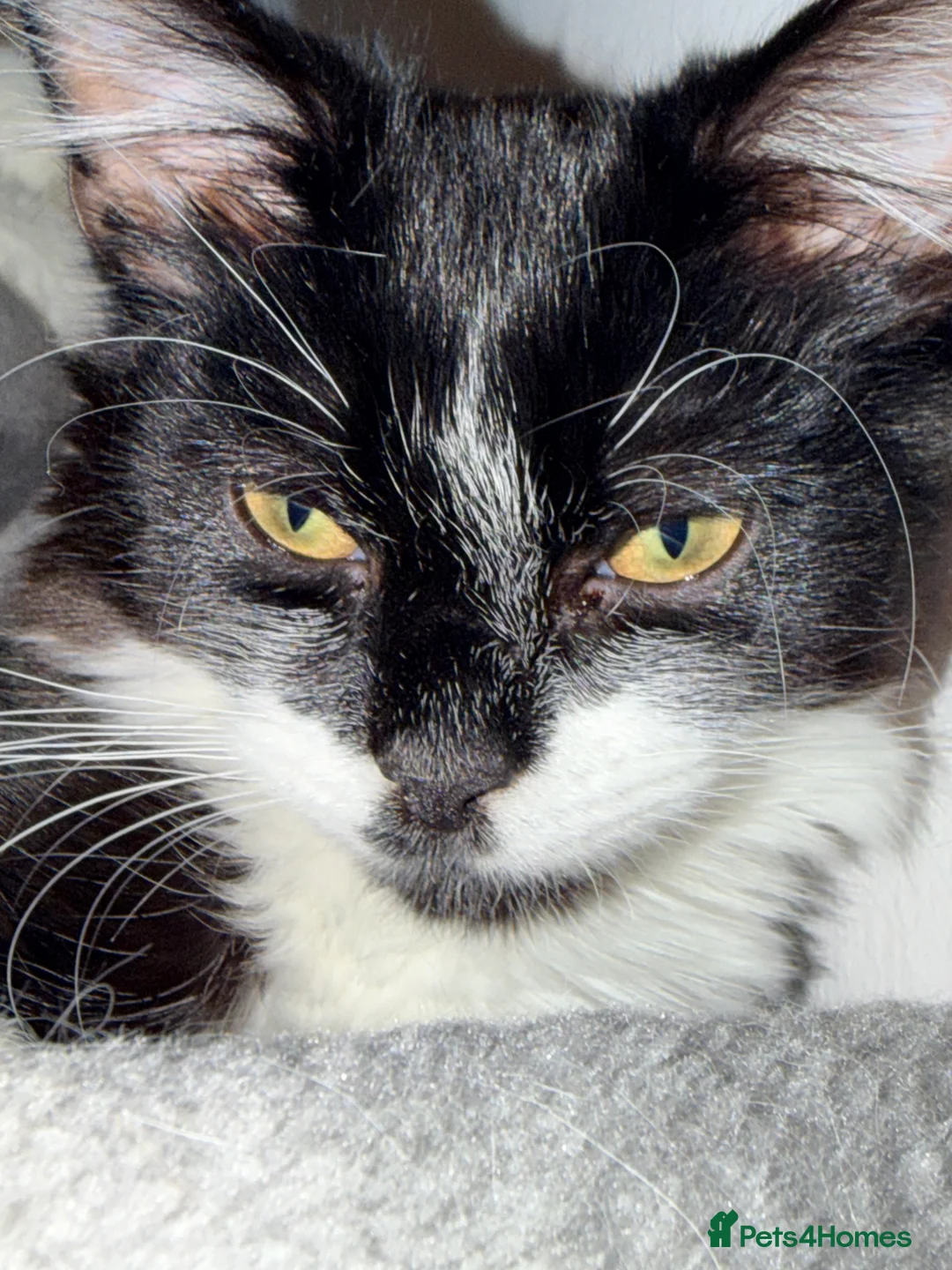 Domestic Shorthair cats for sale: Need to rehome this little boy  - Advert 3