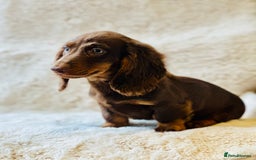 Miniature Dachshund dogs for sale: Chocolate & Tan Miniature Longhaired Dachshund - Image 4