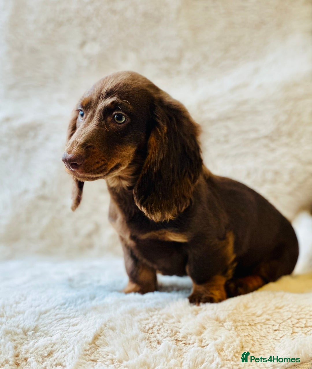 Miniature Dachshund dogs for sale: Chocolate & Tan Miniature Longhaired Dachshund - Image 4