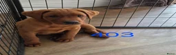 Labrador Retriever dogs for sale: ❤️ READY NOW dark red working Labrador pups ❤️ - Advert 6