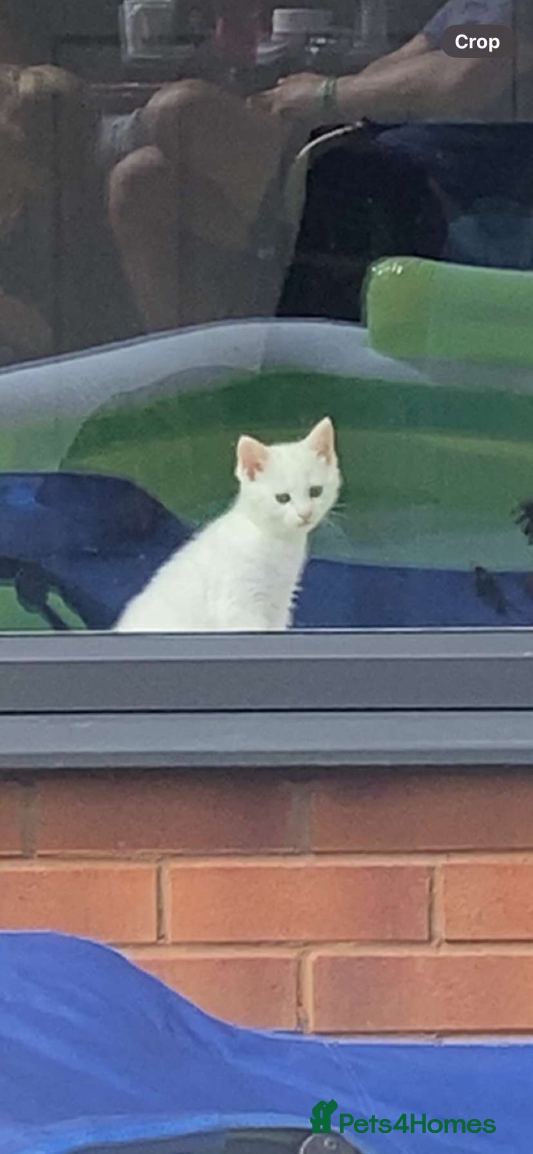 Turkish Angora cats for sale: 3 Turkish angoras Ready to leave  - Image 23