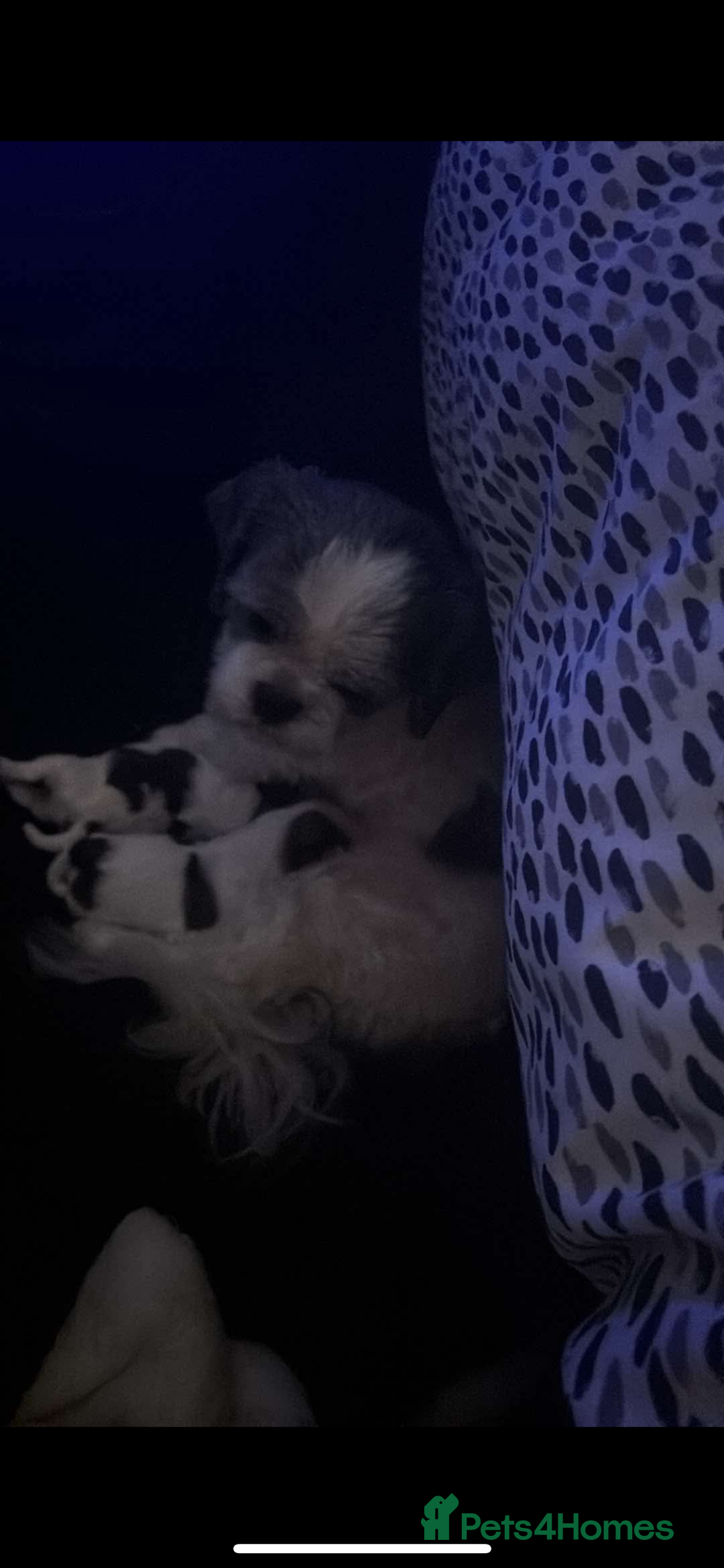 Shih Tzu dogs for sale: Shih zhus puppys - Image 2