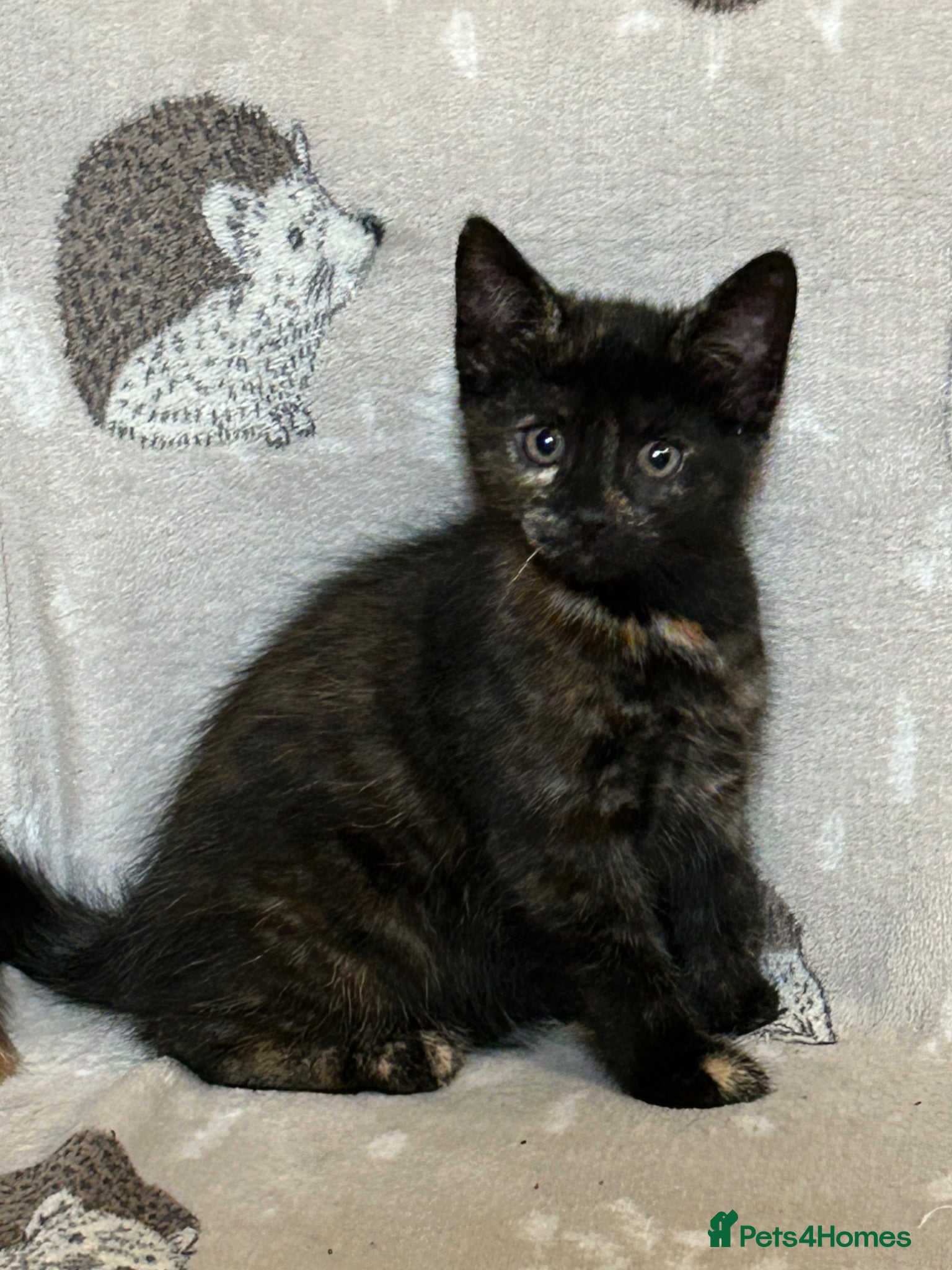 Domestic Shorthair cats Only one girl is looking for forever home - Advert 2