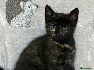 Domestic Shorthair cats Only one girl is looking for forever home - Advert 2