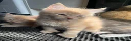 Mixed Breed cats for sale: 3/4 Maine Coon Polydactyl Kittens - Advert 3