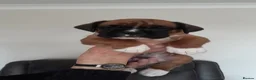 Boxer dogs for sale: Beautiful boxer pups for sale - Advert 9