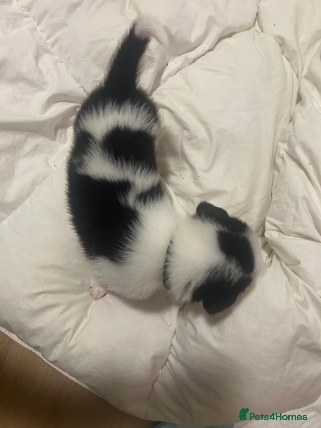 Border Collie dogs for sale: ✨ Last remaining border collie puppy ✨ - Advert 30