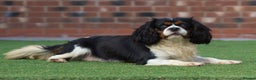 Cavalier King Charles Spaniel dogs for stud: Donnajays , Licensed, Professional stud service in Stafford - Advert 4