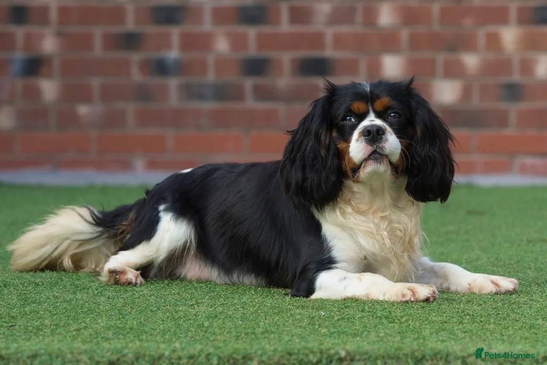 Cavalier King Charles Spaniel dogs for stud: Donnajays , Licensed, Professional stud service in Stafford - Advert 4