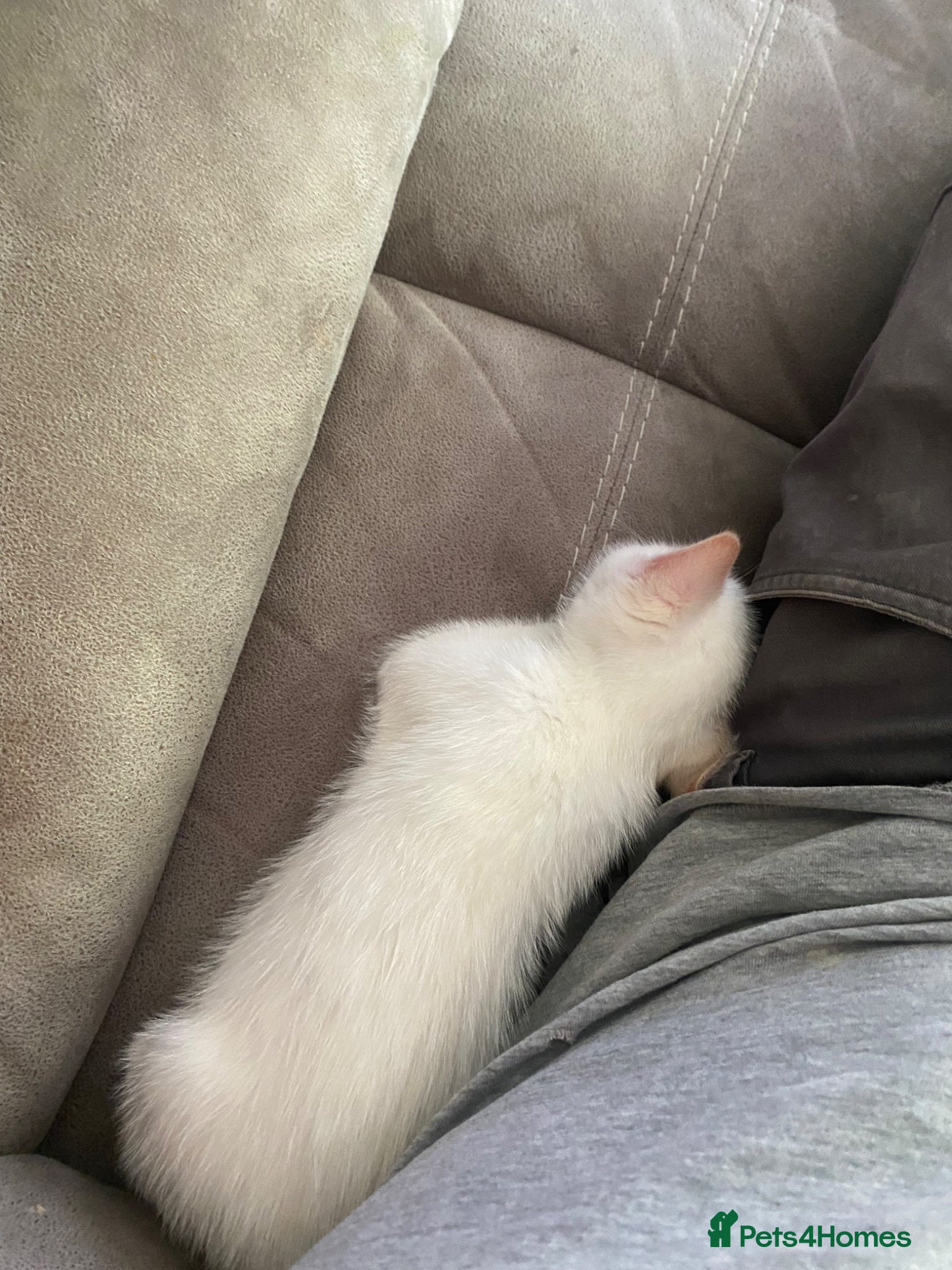 Siamese cats for sale: Siamese flame point kitten  in Bridgend - Advert 2