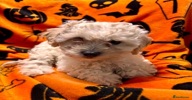 Cockapoo dogs - Advert 13