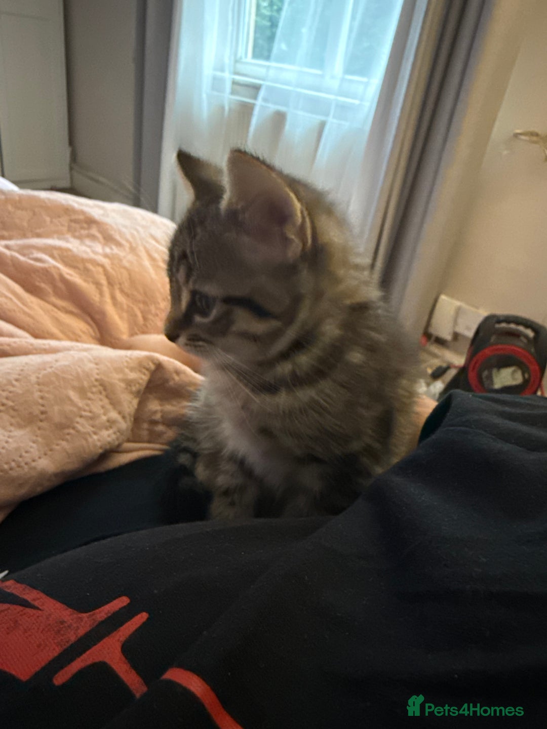 Mixed Breed cats for sale: Mixed breed kitten  - Advert 2