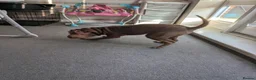 Shar Pei dogs for sale: 8 month old shar pei for sale  in Canterbury - Advert 11