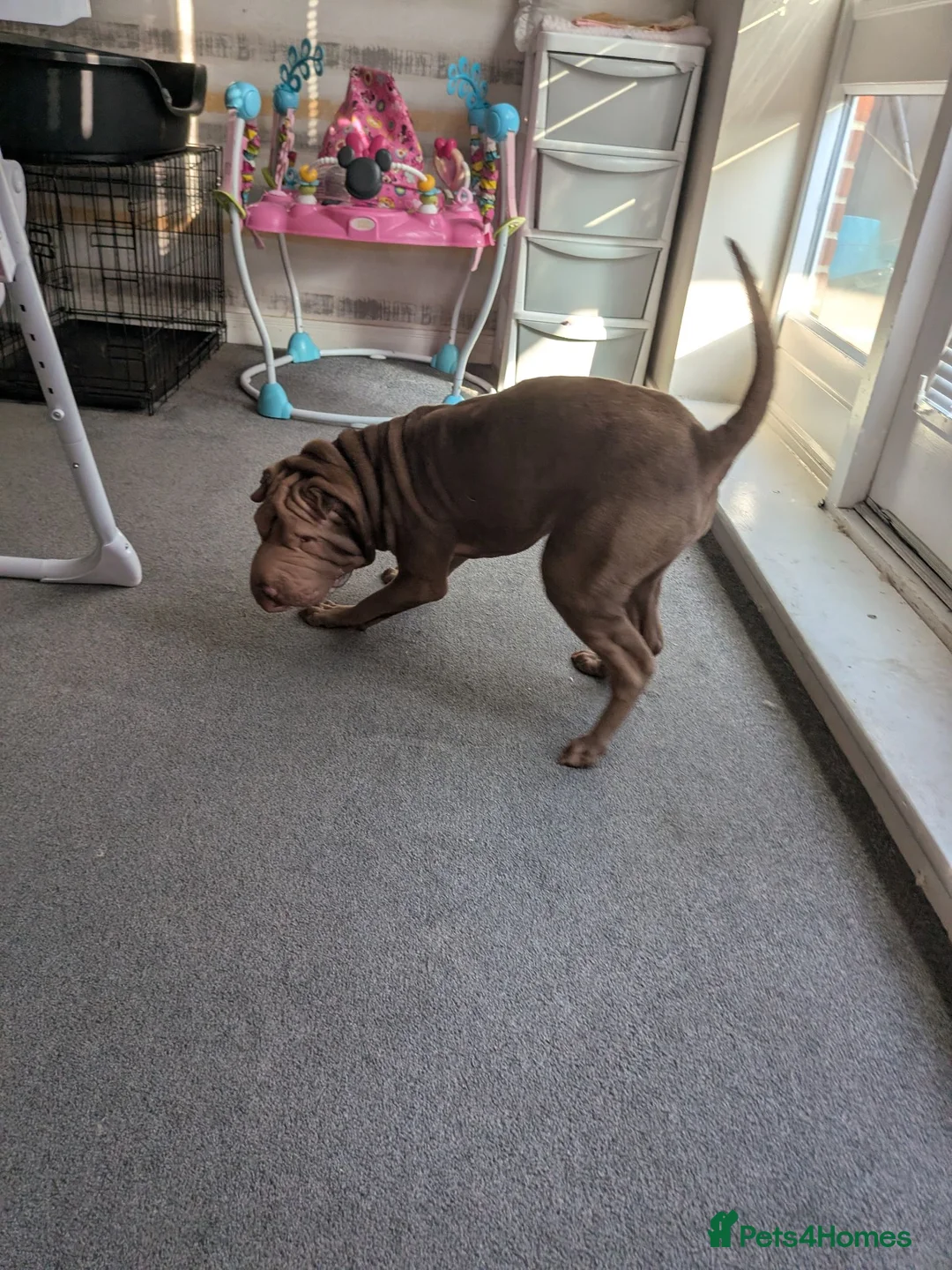 Shar Pei dogs for sale: 8 month old shar pei for sale  in Canterbury - Advert 11