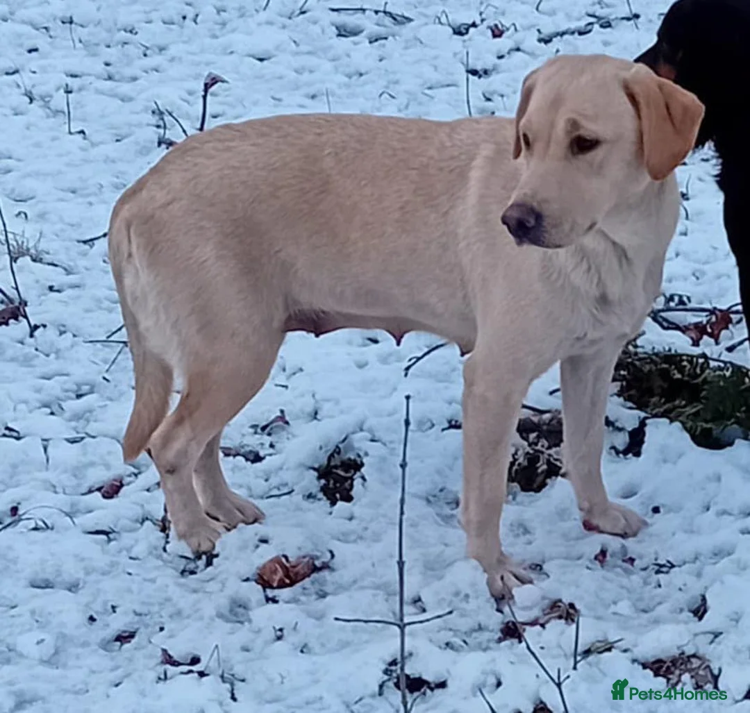 Labrador Retriever dogs for sale: Beautiful KC Golden Labrador Puppies for Sale - Advert 2