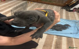 Cane Corso dogs for sale: Pure Pedigree Cane Corso Puppies - Image 18