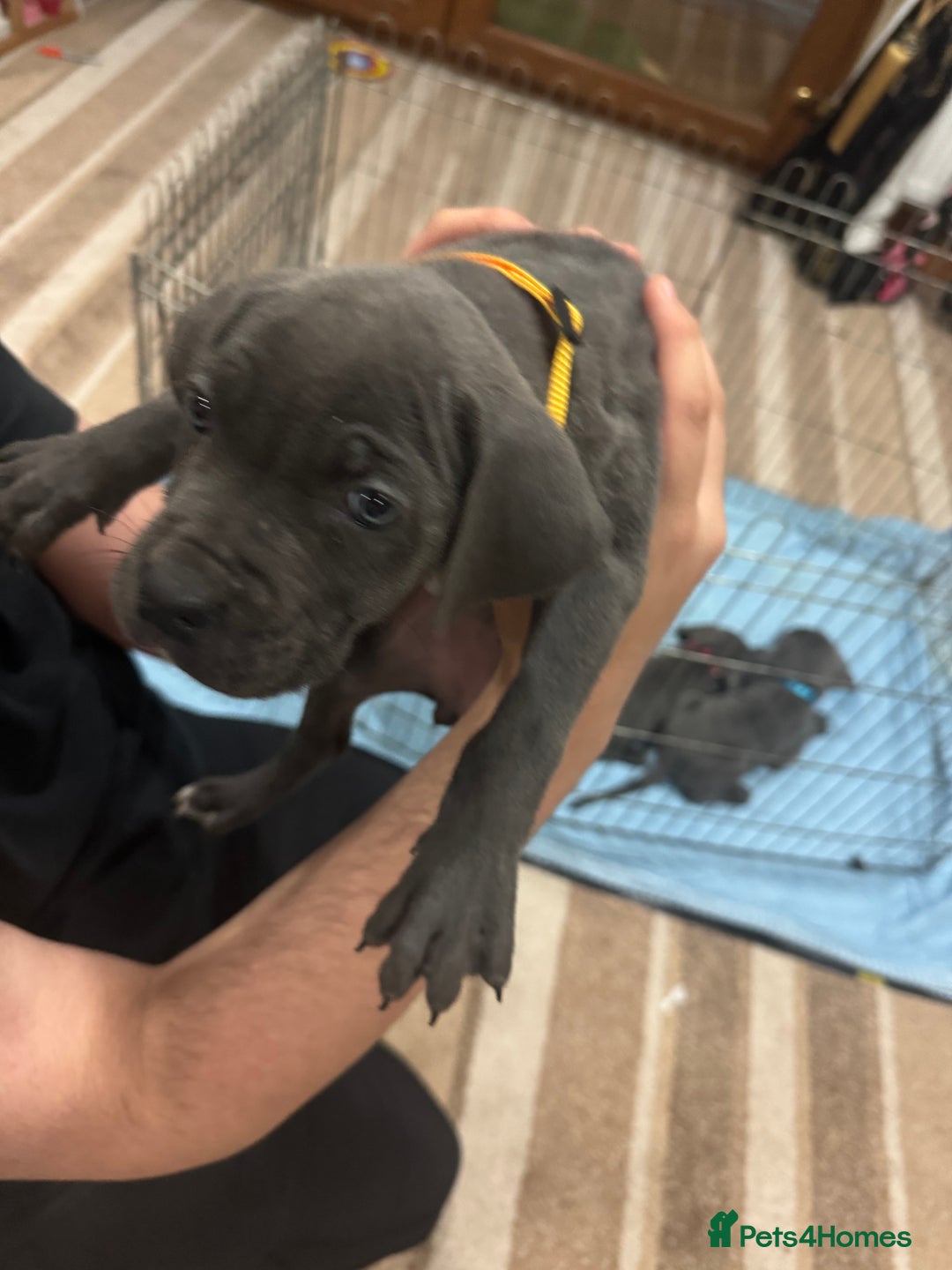 Cane Corso dogs for sale: Pure Pedigree Cane Corso Puppies - Image 18