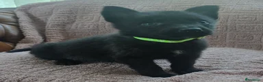 Belgian Shepherd Dog 10