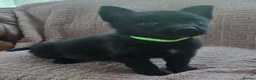 Belgian Shepherd Dog dogs for sale: Belgian malinois puppies KNVP  - Advert 4